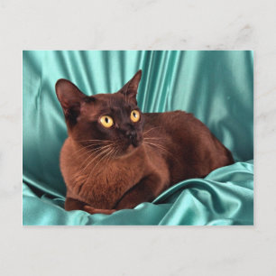 Cartão Postal birmanês, castanho