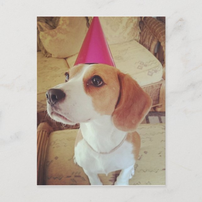 Cartão postal Birthday Beagle (Frente)