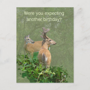 Cartão Postal Birthday Whitetail Deer Buck & Doe