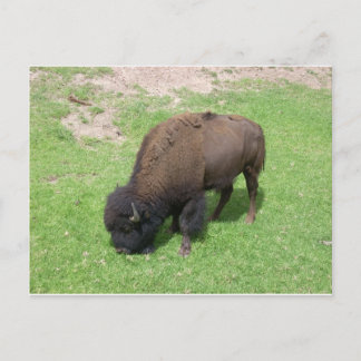 Cartão Postal Bisão