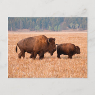 Cartão Postal Bisão Americano (Bison bison) Vaca e Bezerro
