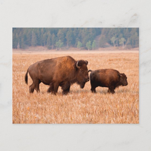 Cartão Postal Bisão Americano (Bison bison) Vaca e Bezerro (Frente)