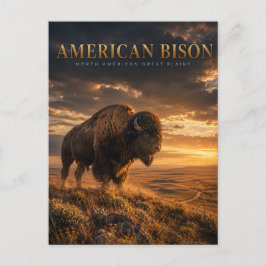 Cartão Postal Bisão Americano Grandes Planícies ANIMAIS
