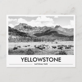 Cartão Postal Bisão do Parque Nacional de Yellowstone Preto e Br