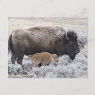 Cartão Postal Bisão Vaca e Bezerro, Yellowstone