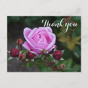 Cartão postal Bishop’s Castle Rose #1 Obrigado