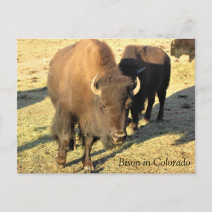 Cartão Postal Bisões no Colorado