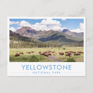 Cartão Postal Bisões no Parque Nacional de Yellowstone Verão Mon