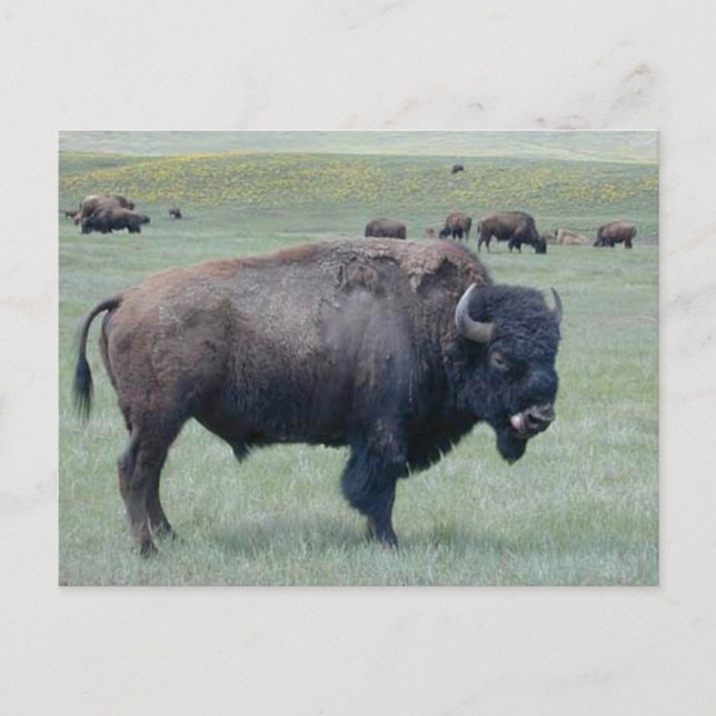 Cartão Postal Bison (Frente)