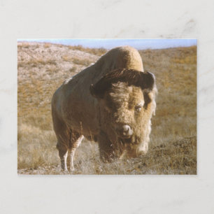 cartão postal bison