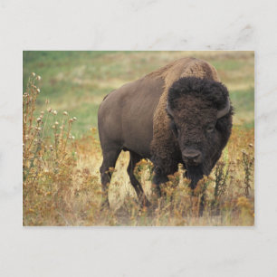 Cartão Postal Bison