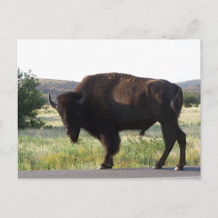 Cartão postal Bison Americano
