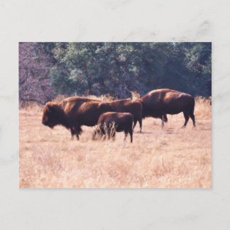 Cartão Postal Bison at LBJ Park