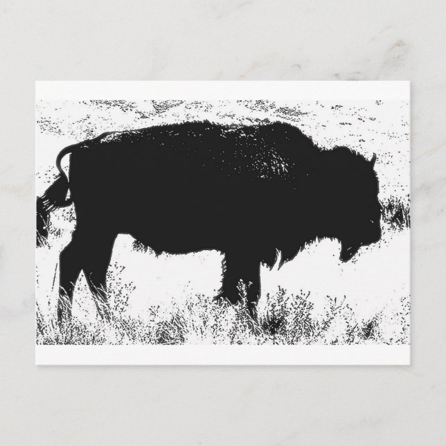 Cartão Postal Bison - Buffalo (Frente)