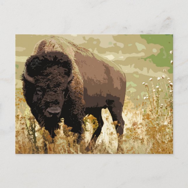Cartão Postal Bison / Buffalo (Frente)