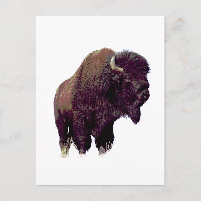 Cartão Postal Bison Buffalo  (Frente)