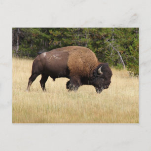 Cartão Postal Bison Bull no Parque Nacional Yellowstone