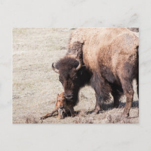 Cartão Postal Bison Calf