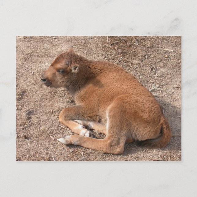 Cartão Postal Bison Calf (Frente)