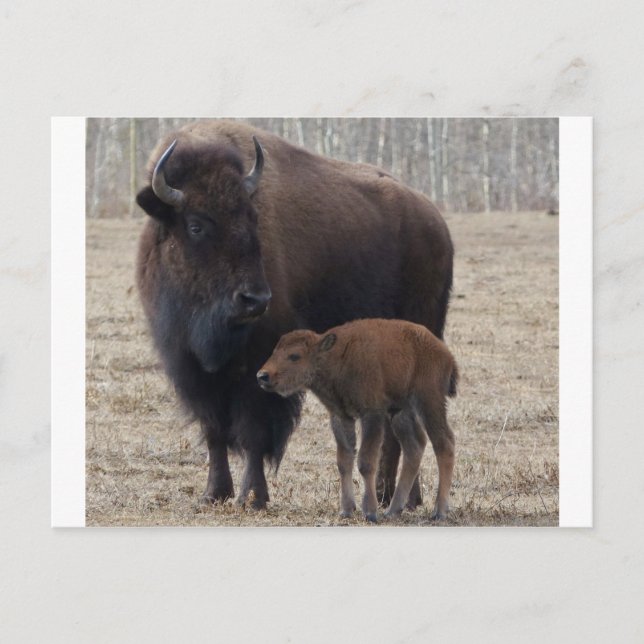Cartão Postal Bison Cow e Calf 1 (Frente)