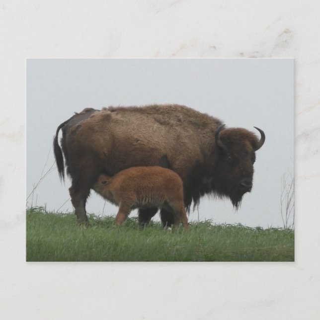 Cartão Postal Bison e Nursing Calf (Frente)