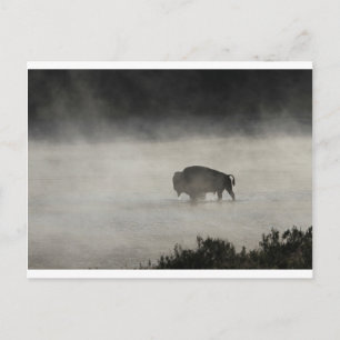 Cartão Postal Bison em Winter Yellowstone