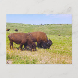 Cartão Postal Bison Herd, Custer State Park, Dakota do Sul