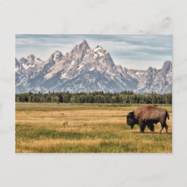 Cartão Postal Bison in the Tetons (Frente)