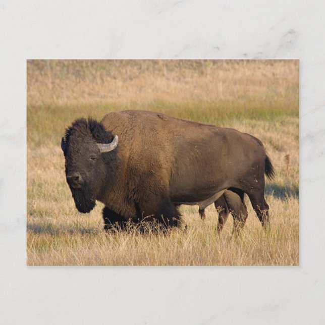 Cartão Postal Bison in Yellowstone (Frente)