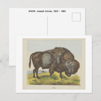 Cartão Postal BISON  Joseph Scholz, 1829 - 1880  