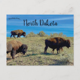 Cartão Postal Bison na Dakota do Norte