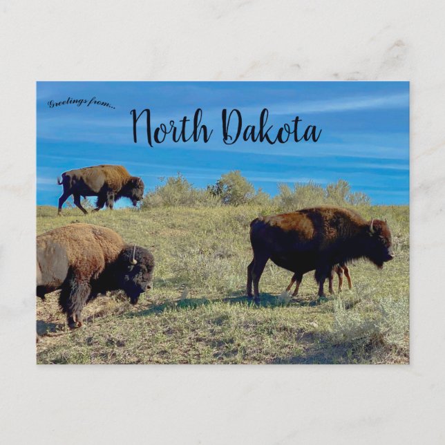 Cartão Postal Bison na Dakota do Norte (Frente)