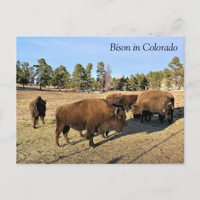 Cartão Postal Bison no Colorado (Frente)