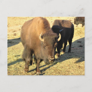 Cartão Postal Bison no Colorado