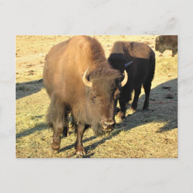 Cartão Postal Bison no Colorado (Frente)