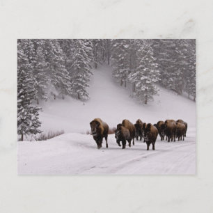 Cartão Postal Bison no inverno