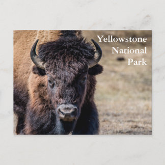 Cartão Postal Bison no Parque Nacional Yellowstone