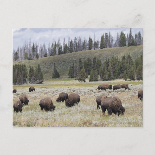 Cartão Postal Bison no Vale Hayden de Yellowstone (Frente)