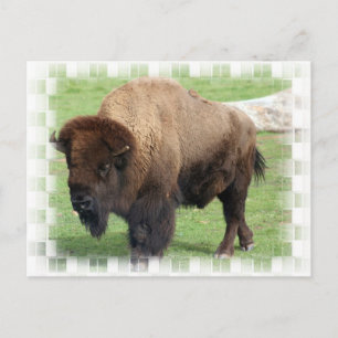 Cartão postal Bison norte-americano