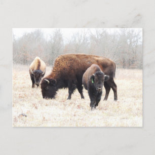 Cartão Postal Bison Prairie