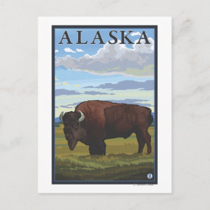 Cartão Postal Bison Scene- Viagens vintage