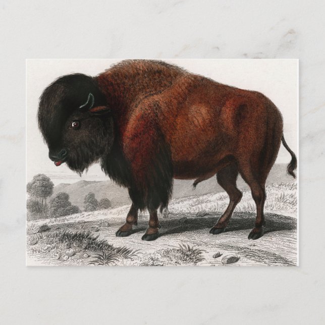 Cartão Postal Bison vintage ilustrado (Frente)