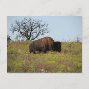 Cartão Postal Bisonte americano
