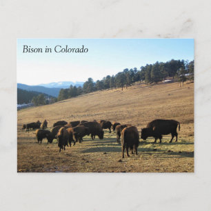Cartão Postal Bisontes no Colorado