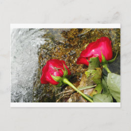 Cartão Postal Bites de amor