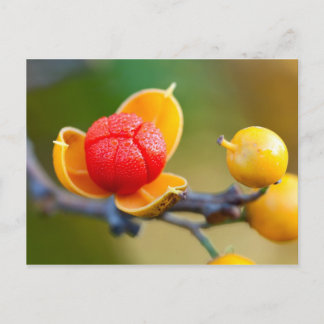 Cartão Postal Bitterce Oriental