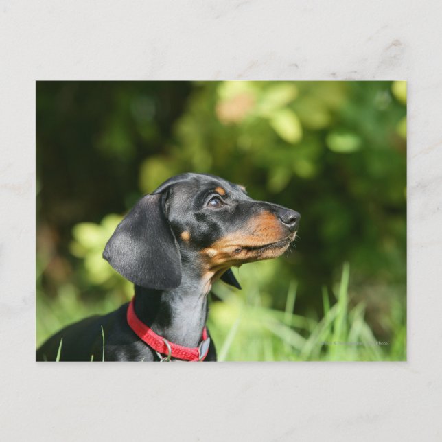 Cartão Postal Black and Tan Miniture Dachshund 3 (Frente)