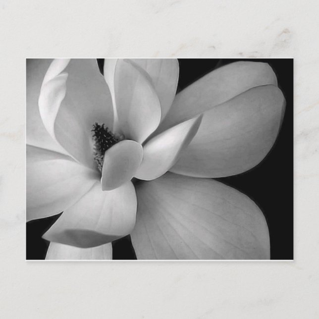 Cartão Postal black-and-white-flower-7256-hd-wallpapers.jpg (Frente)