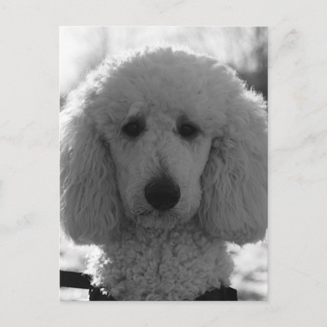 Cartão Postal Black and White Poodle Face Puppy Eyes (Frente)