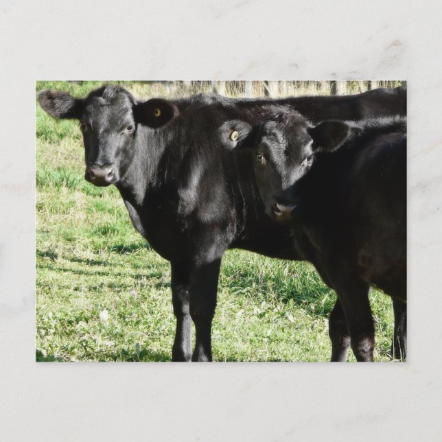Cartão Postal Black Angus Heifer Calves (Frente)